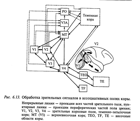 Обработка зрительных стимулов в ассоциативных полях коры - student2.ru