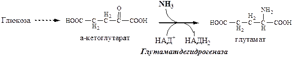 Образование и использование в организме ГАМК и ГОМК. Антиоксидантные, антигипоксические и адаптогенные свойства Глу, Асп, их клиническое применение - student2.ru