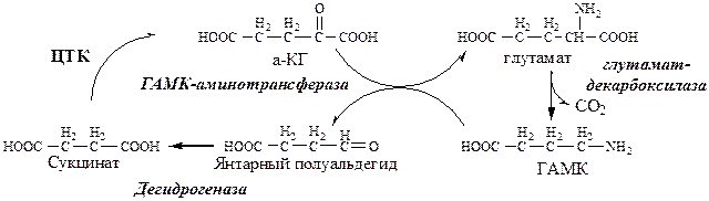Образование и использование в организме ГАМК и ГОМК. Антиоксидантные, антигипоксические и адаптогенные свойства Глу, Асп, их клиническое применение - student2.ru
