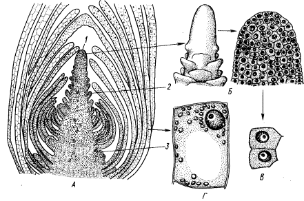 Образовательная ткань растений (меристема) - student2.ru