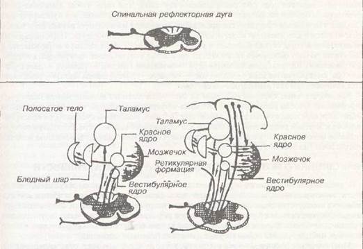 общие принципы нервной регуляции позы и фазных (произвольных и непроизвольных) движений - student2.ru