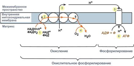 Окислительное фосфорилирование - student2.ru