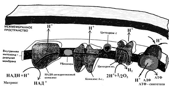 Окислительное фосфорилирование: молекулярная организация дыхательной цепи - student2.ru