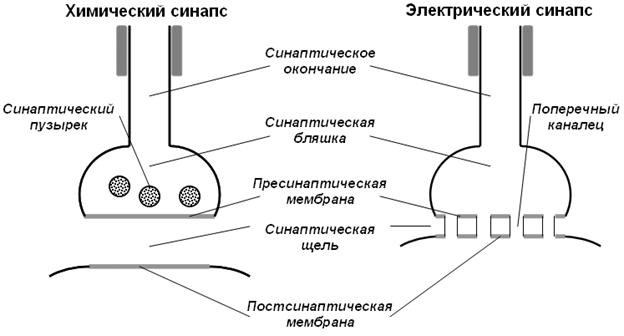 Механизм передачи возбуждения в электрическом синапсе - student2.ru