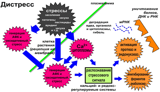 Определение стресса по Селье и другим авторам, триада Селье, широта понятия стресса в современной биологии растений. - student2.ru