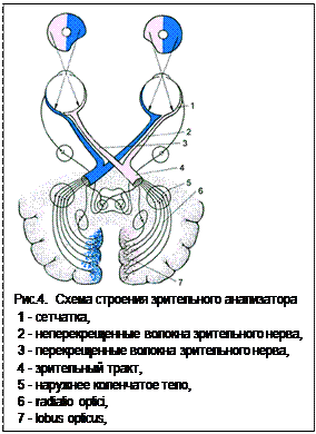 Оптическая система глаза. Построение изображения. Аккомодация. Рефракция, её нарушения - student2.ru