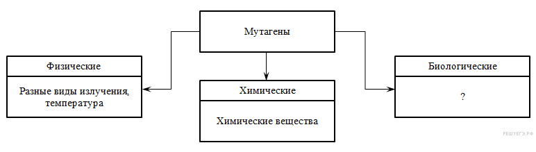 органоиды растительной клетки - student2.ru