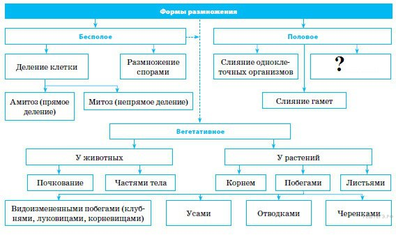 органоиды растительной клетки - student2.ru