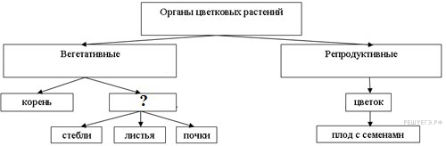 органоиды растительной клетки - student2.ru