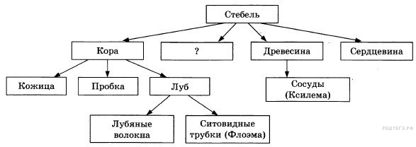 органоиды растительной клетки - student2.ru