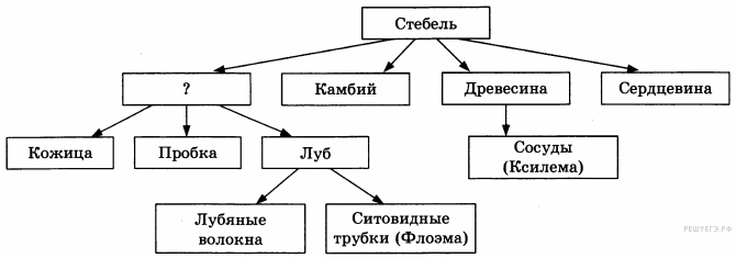 органоиды растительной клетки - student2.ru