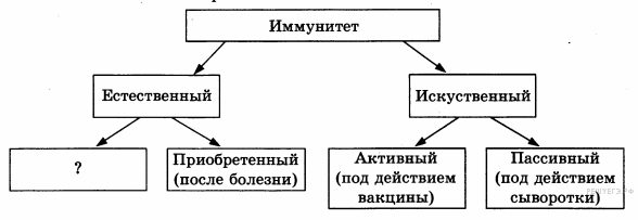 органоиды растительной клетки - student2.ru