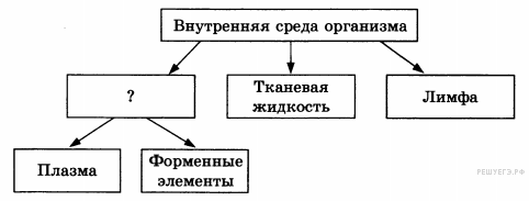 органоиды растительной клетки - student2.ru