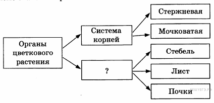 органоиды растительной клетки - student2.ru