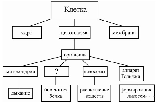 органоиды растительной клетки - student2.ru