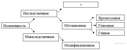 органоиды растительной клетки - student2.ru