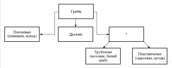 органоиды растительной клетки - student2.ru