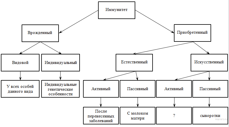 органоиды растительной клетки - student2.ru