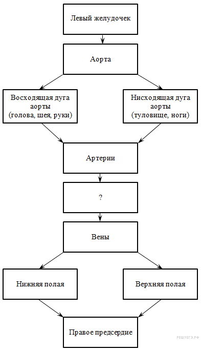 органоиды растительной клетки - student2.ru