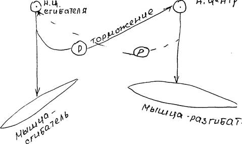 Основные принципы интегративно-координационной деятельности ЦНС - student2.ru