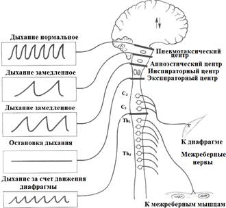 Основные системы регуляции кислотно-щелочного равновесия - student2.ru