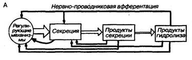 основы голода и насыщения - student2.ru