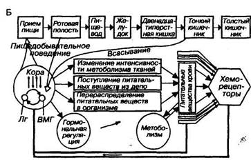 основы голода и насыщения - student2.ru