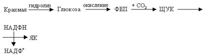Основы регуляции работы устьичного аппарата экзогенными и эндогенными факторами. - student2.ru