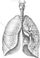 особенности функциональной системы дыхания - student2.ru