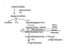 Особенности метаболизма в эритроцитах - student2.ru