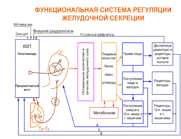 Особенности микроциркуляторного русла периодонта и слизистой полости рта - student2.ru