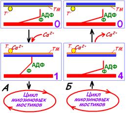 Особенности электромеханического сопряжение при сокращении сердечного миоцита - student2.ru
