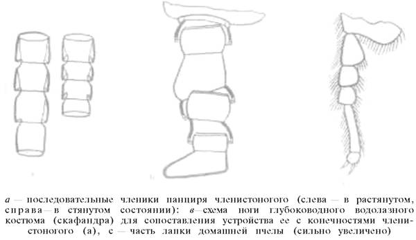 Освоение поперечнополосатой мышцы - student2.ru