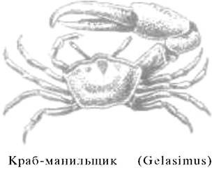 Освоение поперечнополосатой мышцы - student2.ru