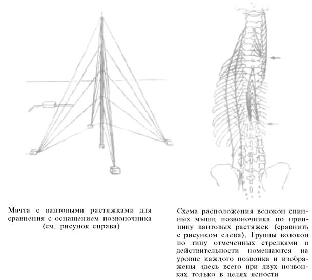 Освоение поперечнополосатой мышцы - student2.ru