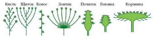 Отдел голосемянные. Общая характеристика, цикл развития, классификация, значение Классификация. Особенности строения и размножения. - student2.ru