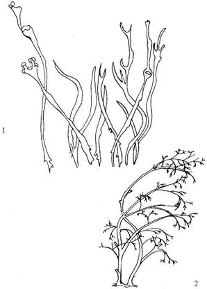 Отдел Лишайники – Lichenophyta - student2.ru