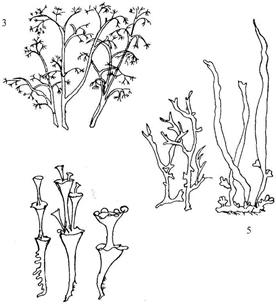 Отдел Лишайники – Lichenophyta - student2.ru