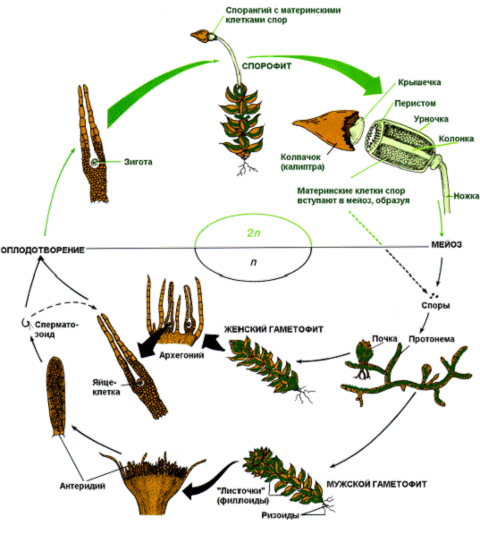Отдел Моховидные (Мохообразные) – Bryophyta - student2.ru