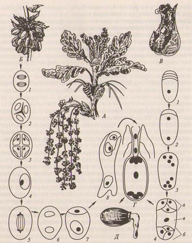 Отдел Покрытосеменные, или Цветковые, — Аngiospermae, или Magnoliophyta. - student2.ru