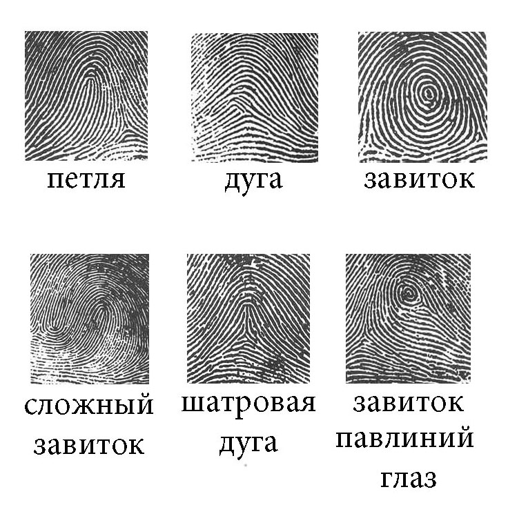 Папиллярные узоры на Большом пальце - student2.ru