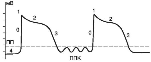 Патогенез нарушений сердечного ритма - student2.ru