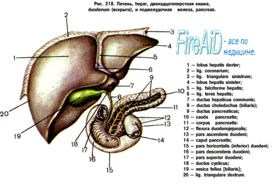 Печень. Функции печени. Ворота печени - student2.ru
