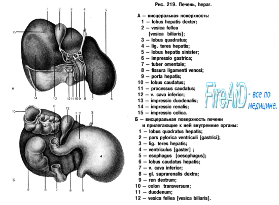 Печень. Функции печени. Ворота печени - student2.ru