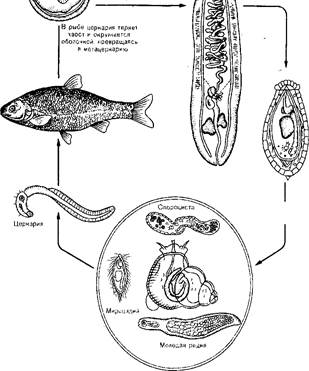 Печеночный сосальщик (Clonorchis sinensis) - student2.ru