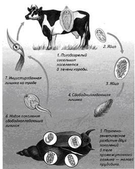 Печеночный сосальщик (Clonorchis sinensis) - student2.ru