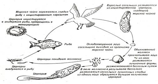 Печеночный сосальщик (Clonorchis sinensis) - student2.ru