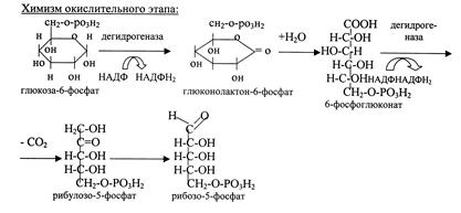 Пентозофосфатный путь превращений глюкозы. Окислительные реакции (до стадии рибулозо-5-фосфата) - student2.ru