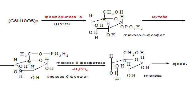 Пентозофосфатный путь превращений глюкозы. Окислительные реакции (до стадии рибулозо-5-фосфата) - student2.ru