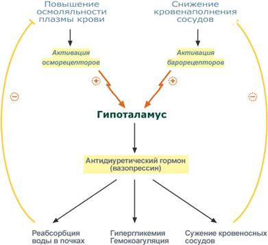 Пептиды проопиомеланокортина - student2.ru